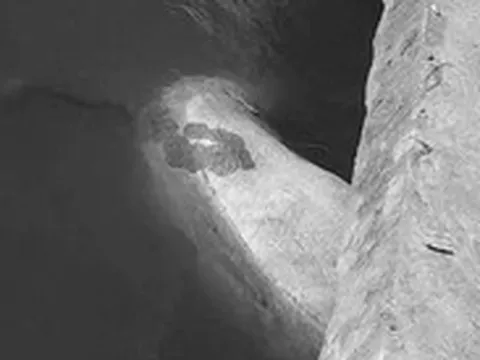 Đừng vứt heo bị dịch tả vì bị xử phạt lại không được hỗ trợ tiền