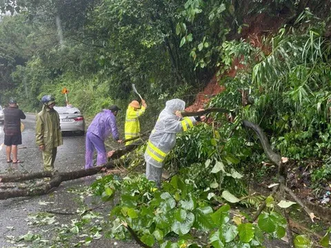 Cây rừng bật gốc đè trúng ô tô trên đèo Bảo Lộc