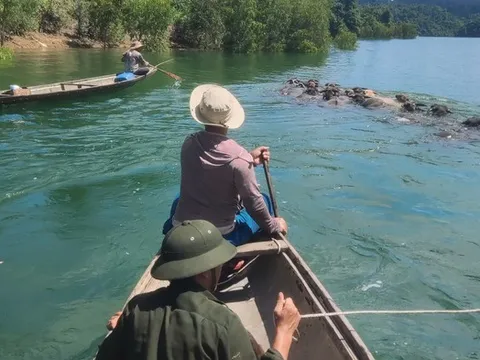 Giải pháp khắc phục tình trạng trâu nhà hoá trâu hoang tại rừng phòng hộ ở xã Bình Điền