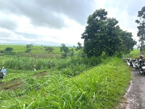 Một phụ nữ bị cây đổ đè tử vong khi đang làm ruộng