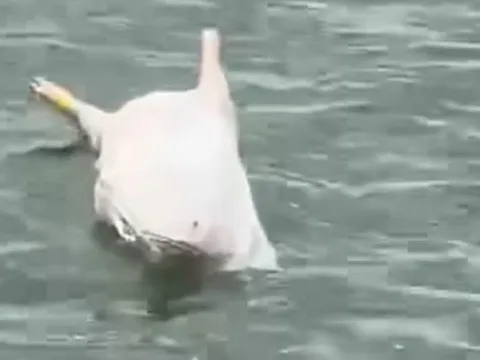 Xác minh thông tin "lợn chết nổi trên sông Nhật Lệ"