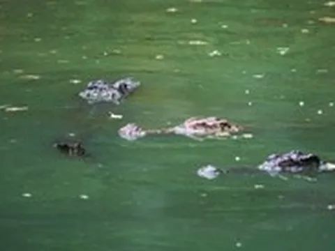 Cà Mau đang truy tìm 1 con cá sấu xuất hiện dưới kênh Hội