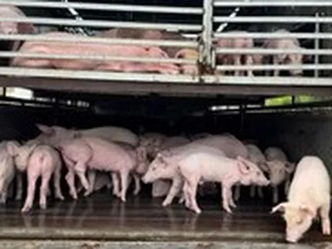 Chặn xe chở 97 con heo nhiễm dịch tả heo châu Phi từ Lâm Đồng sang Đắk Lắk