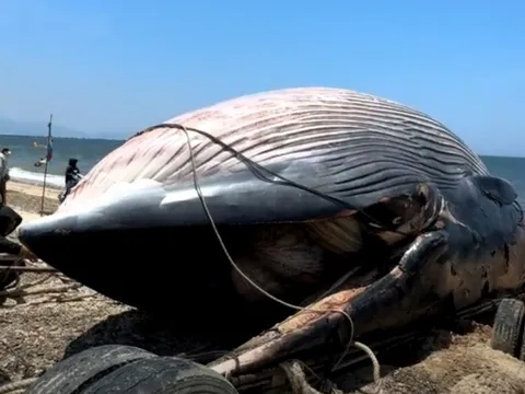 Video: Cá voi dài 11m, ước nặng gần 8 tấn, trôi dạt vào bờ, người dân làm thủ tục an táng