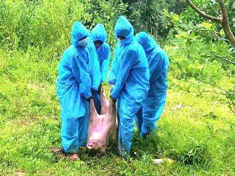 Dịch tả lợn châu Phi lan rộng tại 46 xã, phường ở tỉnh Quảng Trị