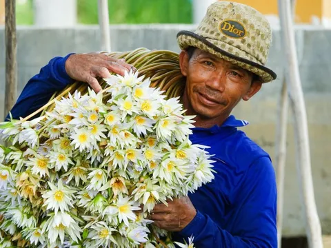 Dân đầu nguồn An Giang ‘săn’ cá linh, cá chốt, cua đồng, bông súng ma mùa nước nổi