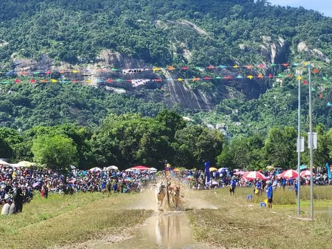 Hàng ngàn người đội nắng xem Hội đua bò Bảy Núi