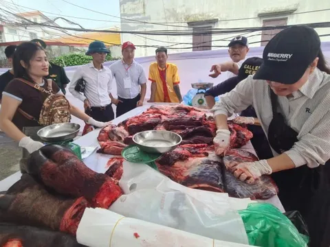 Trong sân 'ông trâu' đang chọi, ngoài sân trâu chọi đã bị xẻ thịt