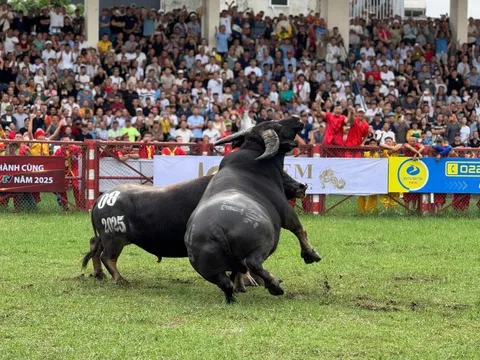 Hàng vạn người đi xem chọi trâu Đồ Sơn từ sáng sớm