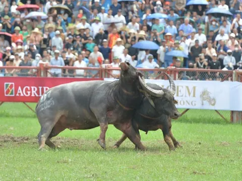 Trâu số 06 giành chức vô địch lễ hội chọi trâu Đồ Sơn 2025