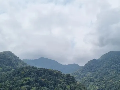 Quảng Trị xử lý thế nào với hơn 14.600 ha rừng bị chồng lấn, lấn chiếm?