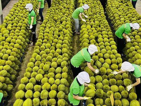 Lắp điện mặt trời tự dùng phải thông báo UBND cấp xã, ban hành kế hoạch "tháng cao điểm" chống khai thác IUU