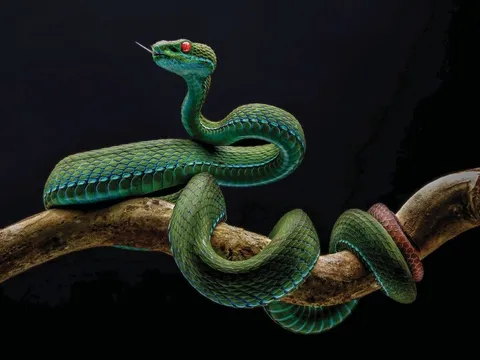 Thu hồi giải nhất ảnh rắn lục đuôi đỏ vi phạm điều lệ cuộc thi Thiên nhiên hoang dã Việt Nam