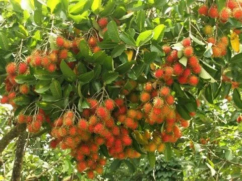 Chôm chôm, loại trái ngon giàu vitamin C và chất xơ