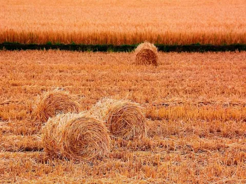 Việt Nam cùng khai thác "mỏ vàng" sản lượng gần 100 triệu tấn mỗi năm