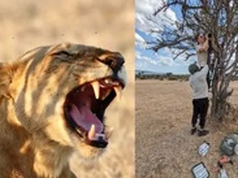 AI phát hiện 'tiếng gầm bí mật' của sư tử