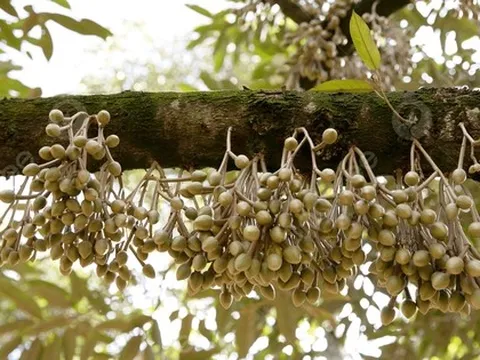 Ngành kinh tế tỷ đô của Việt Nam thiết lập một kỷ lục mới