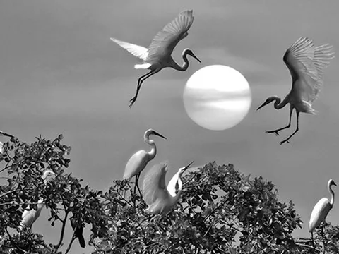 Ảnh trắng đen của Bùi Minh Sơn sau nửa thế kỷ cầm máy, có gì đặc biệt?