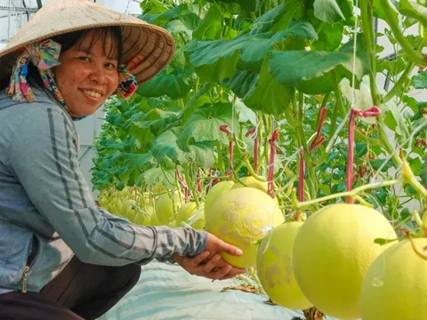 Bạn có biết món dưa lưới hỗ trợ sức khỏe tiêu hóa và hệ miễn dịch?