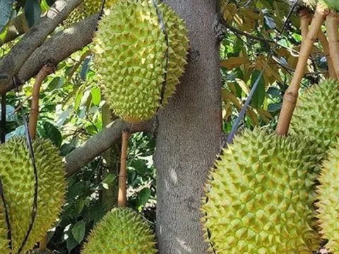 Mua sầu riêng từ chủ vườn, khi vận chuyển, cắt cuống… số lượng cân bị hao hụt, làm sao để tính vào chi phí được trừ: Cục Thuế trả lời