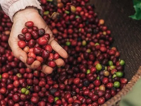 NESCAFÉ Plan 2030: Tăng cường áp dụng nông nghiệp tái sinh, tăng năng suất và giảm phát thải khí nhà kính